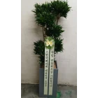 Uploaded File